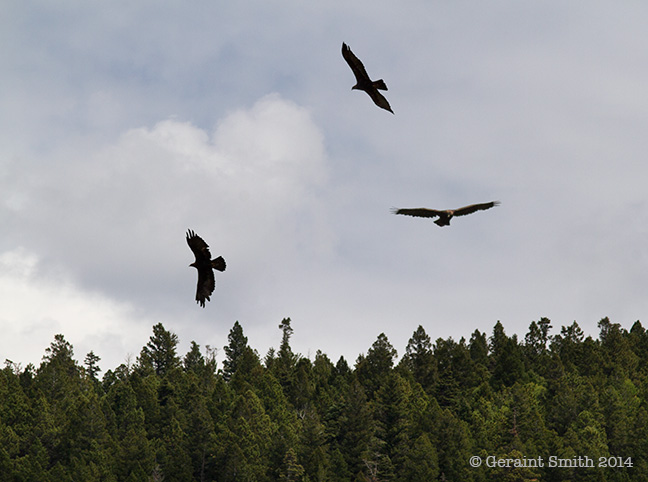 Three Golden Eagles in the Carson National Forest nm new mexico