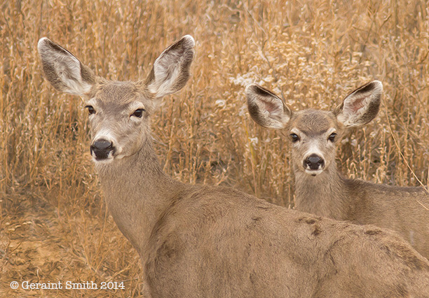 A doe and fawn Mule deer at the Maxwell Reserve, NM wild life refuge eastern new mexico