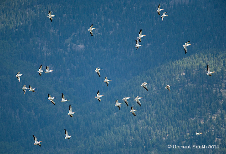 American White Pelicans in the mountains near Eagle Nest nm lake new mexico