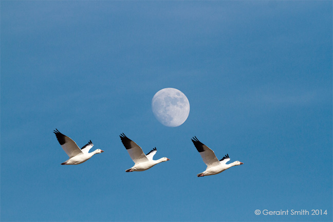 The Bosque del Apache trip, day two ... Snow Geese under the moon