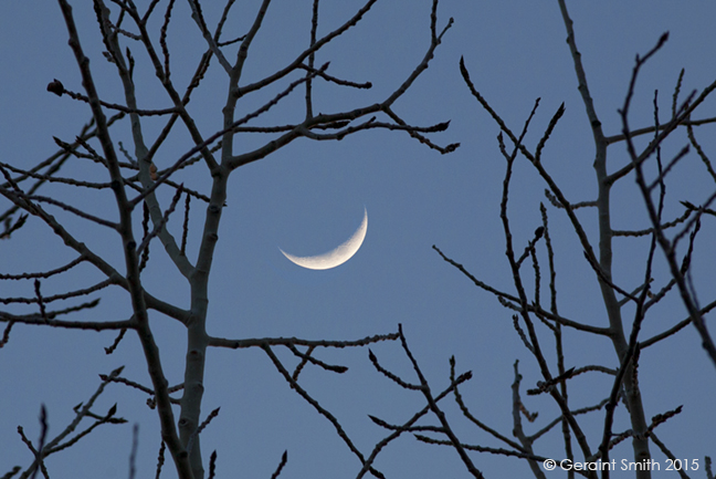 Crescent moon through the trees