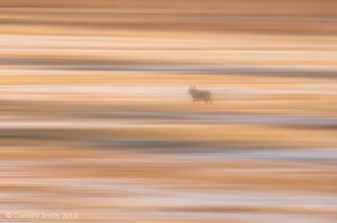 Coyote moving through the meadow