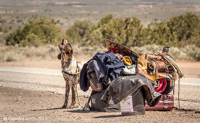 "Hey I got us a ride!" ... hitch hiking hound taos new mexico gorge overlook hitching a ride northern nm
