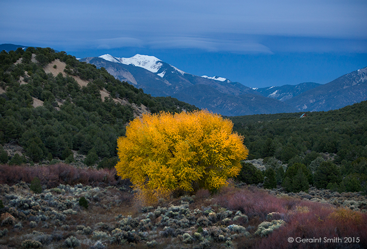 Cottonwood twilight, Arroyo Hondo, New Mexico