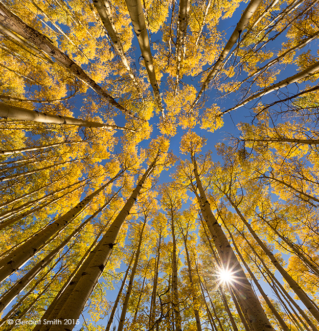 Aspen light ... in the aspens in the Valle Vidal (valley of life) again today northern new mexico