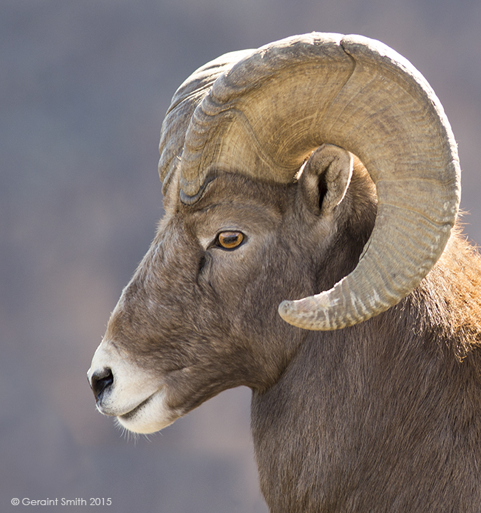 Nice profile ... Bighorn sheep ram, on the Rio Grande Gorge Rim, Taos NM
