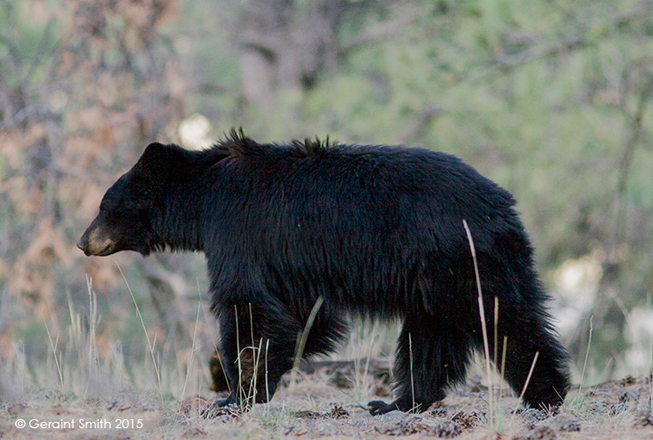 Big beautiful Black Bear, Valle Vidal, NM