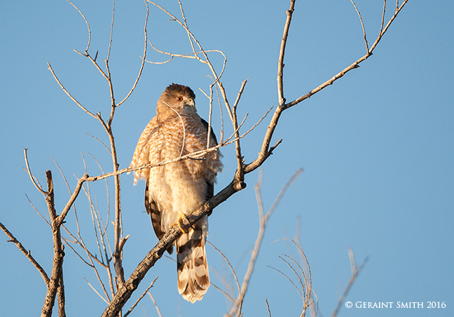 Coopers Hawk on a cold and frosty morning