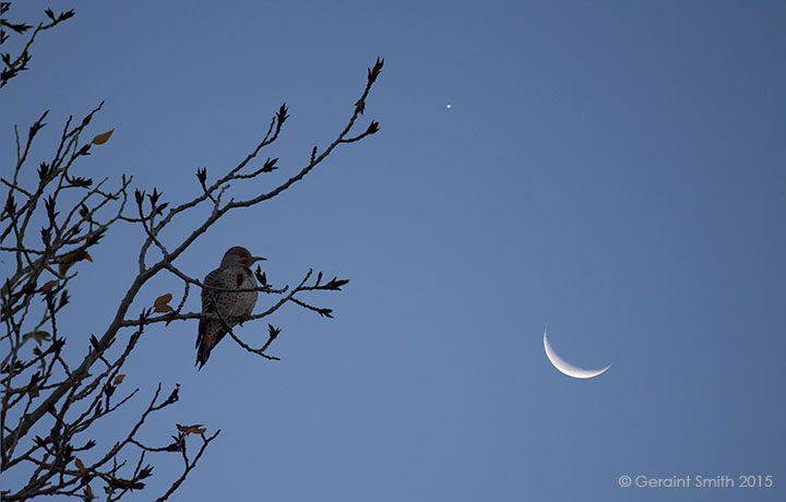 Crescent moon, Venus and a Northern Flicker in a cottonwood tree, San Cristobal, NM