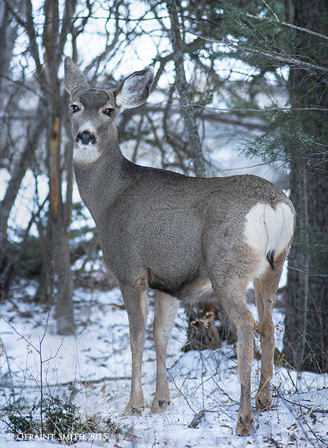An encounter today in the woods mule deer red river new mexico