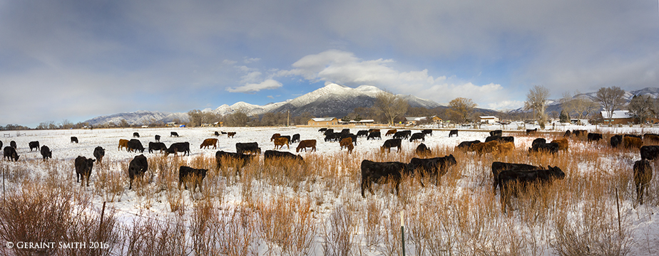 Some red willow, some cattle, Taos Mountain and the winter light