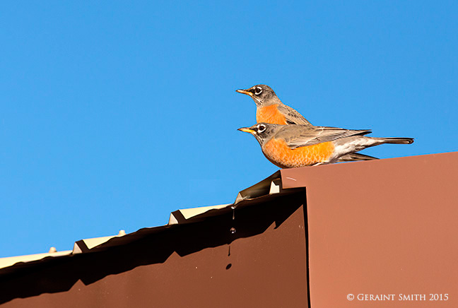 Robins on the roof and dew dropping, san cristobal, nm