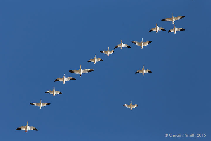 Formation flying, Snow Geese at the Bosque del Apache, NM