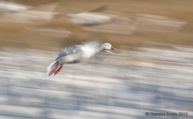 Incoming, flaps down, Snow Goose at the Bosque del Apache, Socorro, NM