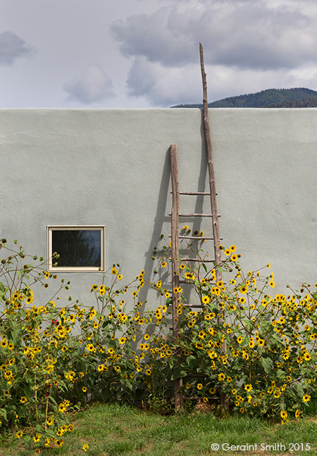 Sunflower, adobe, ladder, shadow! arroyo seco new mexico