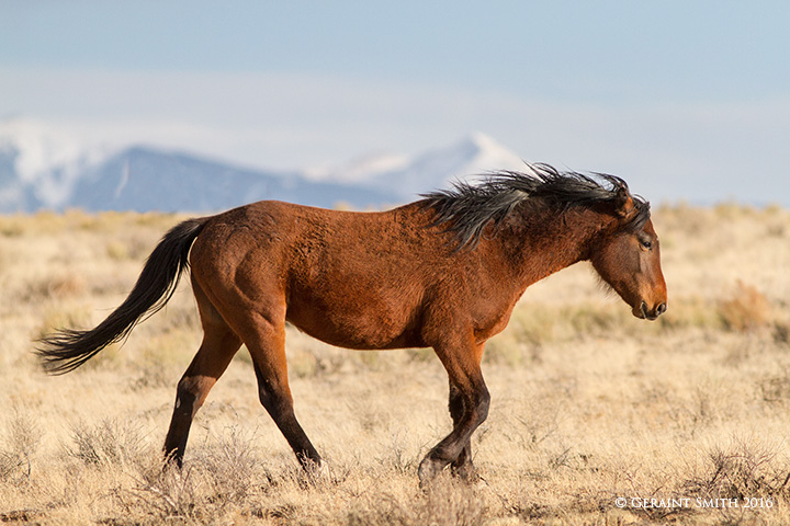 On the mesa, southern Colorado wild horses