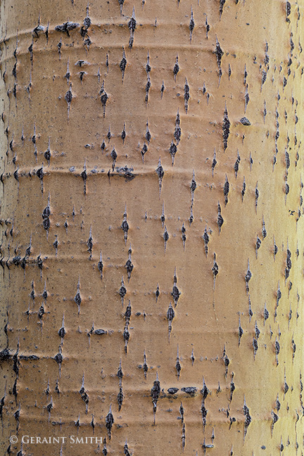 Aspen bark ... resembles a player piano scroll ... wonder what tune it would hold  hopewell lake northern new mexico trees