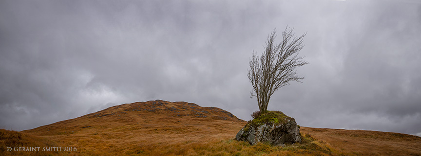 tree Highlands of Scotland great britain