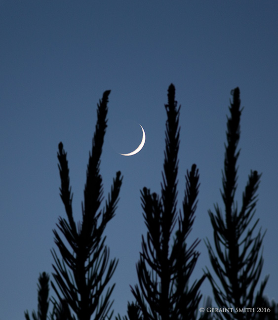 Crescent moon through the new candles on the pine tree