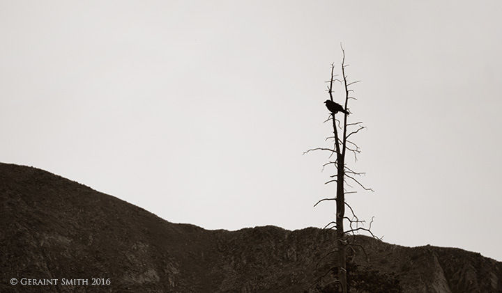 The Ravens domain williams lake wheeler peak new mexico