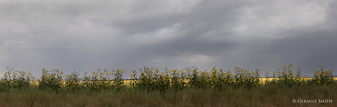Sunflowers, wheat and summer storms