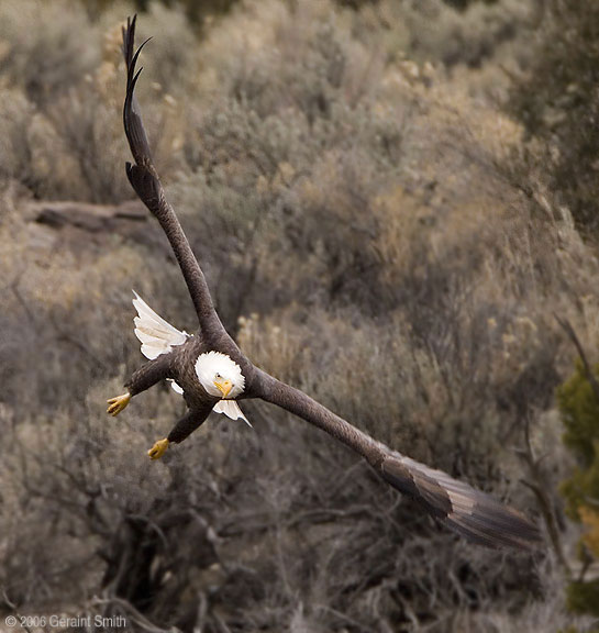 Eagle on the Rio Grande