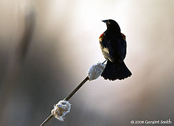 2008 April 22, Red-winged blackbirds are back nesting in the cat-tails in Ranchos de Taos 