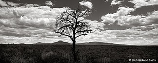 2010 August 21, Lone tree and Cerro Pedernal, near Abiquiu, NM