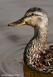 2010 August 04, A Duck 