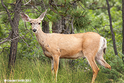 2015 August 26: Mule deer in the Valle Vidal (Valley of Life) New Mexico