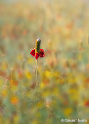 2016 August 20: Mexican hat wildflowers everywhere along the highways and in mountain meadows