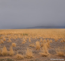 2016 August 10: Summer fields and mountain rain northern New Mexico