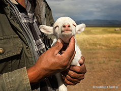 2016 August 12: Peruvian shepherd caresses the lost lamb