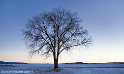2007 December 24, Lone Tree on Highway 64 west of Taos