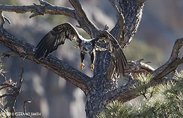 2010 December 13: Juvenile Bald Eagle in the Rio Grande Gorge