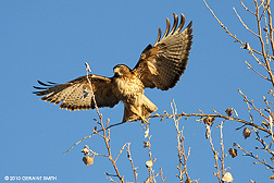 2010 December 01, Evening sentinel ... Red Tailed Hawk in in Taos