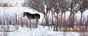 2012 December 25, Lone horse