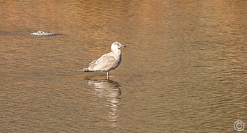  2013 December 29  A Lone Herring Gull. A rare sighting in the Orilla Verde,  Rio Grande del Norte National Monument