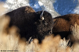 2009 February 05, Buffalo moving through the sage! Taos, New Mexico