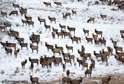 2009 February 24: A very large herd of Elk at Bobcat Pass near Red River, NM