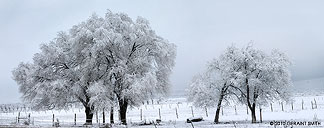 snow covered trees in taos, nm