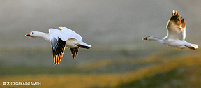 snow geese on the wing