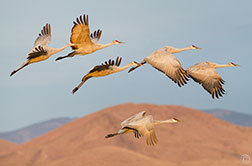 2013 February 10:  Dropped in the Bosque del Apache to spend  a couple of days with the Sandhill Cranes!