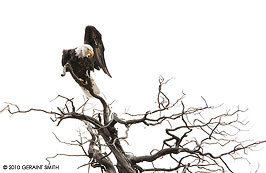 bald eagle in a bare tree, new mexico
