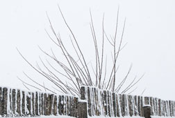 2012 January 29  Snow fence and tree
