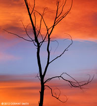 2012 January 21, Sunset tree ... the winter skies just keep on keeping on!