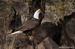 2015 January 09: Bald eagle in the Rio Grande del Norte