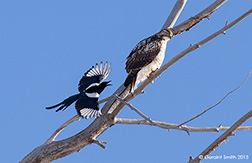 2015 January 03: Incoming magpie hawk