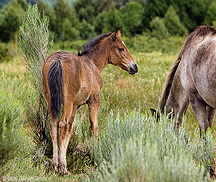 2006 July 09 Young colt at Taos Pueblo