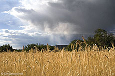 2006 July 17 A field of rye and storm clouds on the high road to Taos, at Ojo Sarco near Las Trampas, New Mexico 